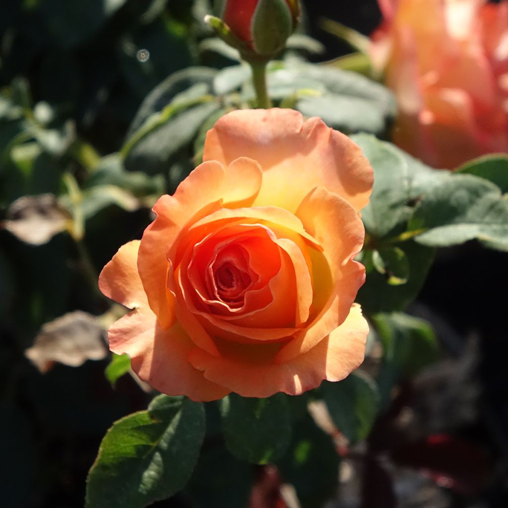Roseira floribunda Message d'Espoir