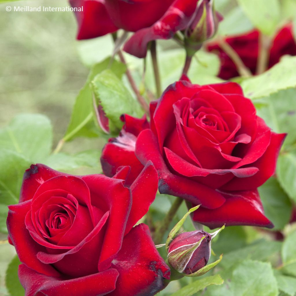 Roseira floribunda Niccolo Paganini