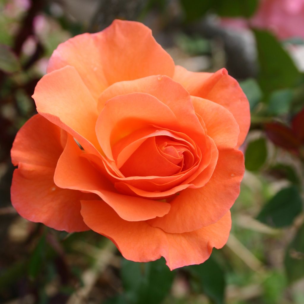 Roseira floribunda Orange Sensation