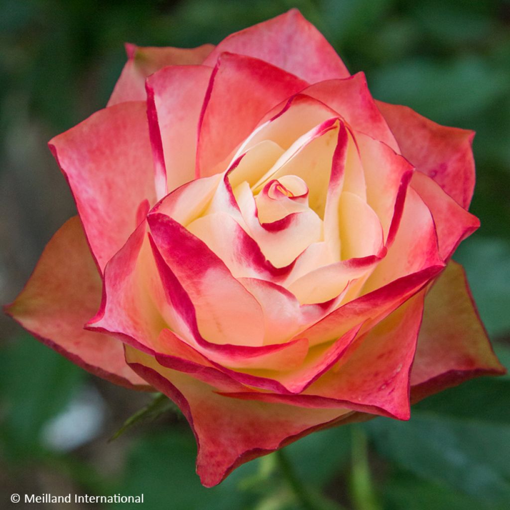 Roseira floribunda Origami