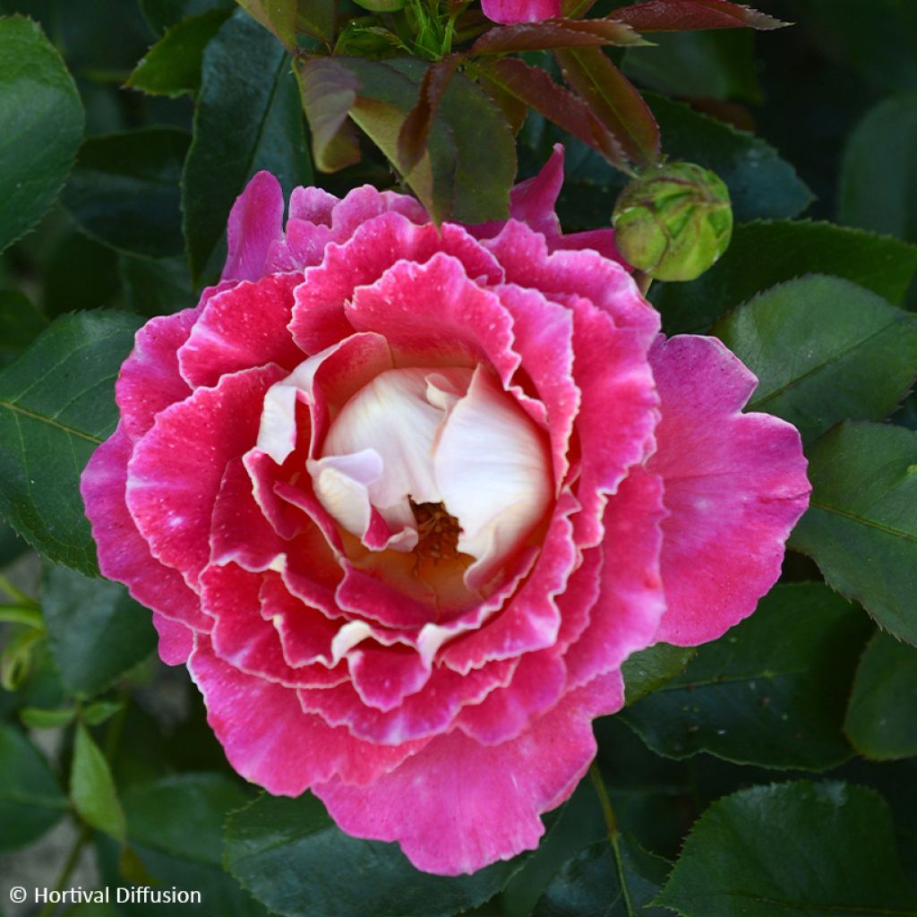 Roseira floribunda Pink Lady Ruffles