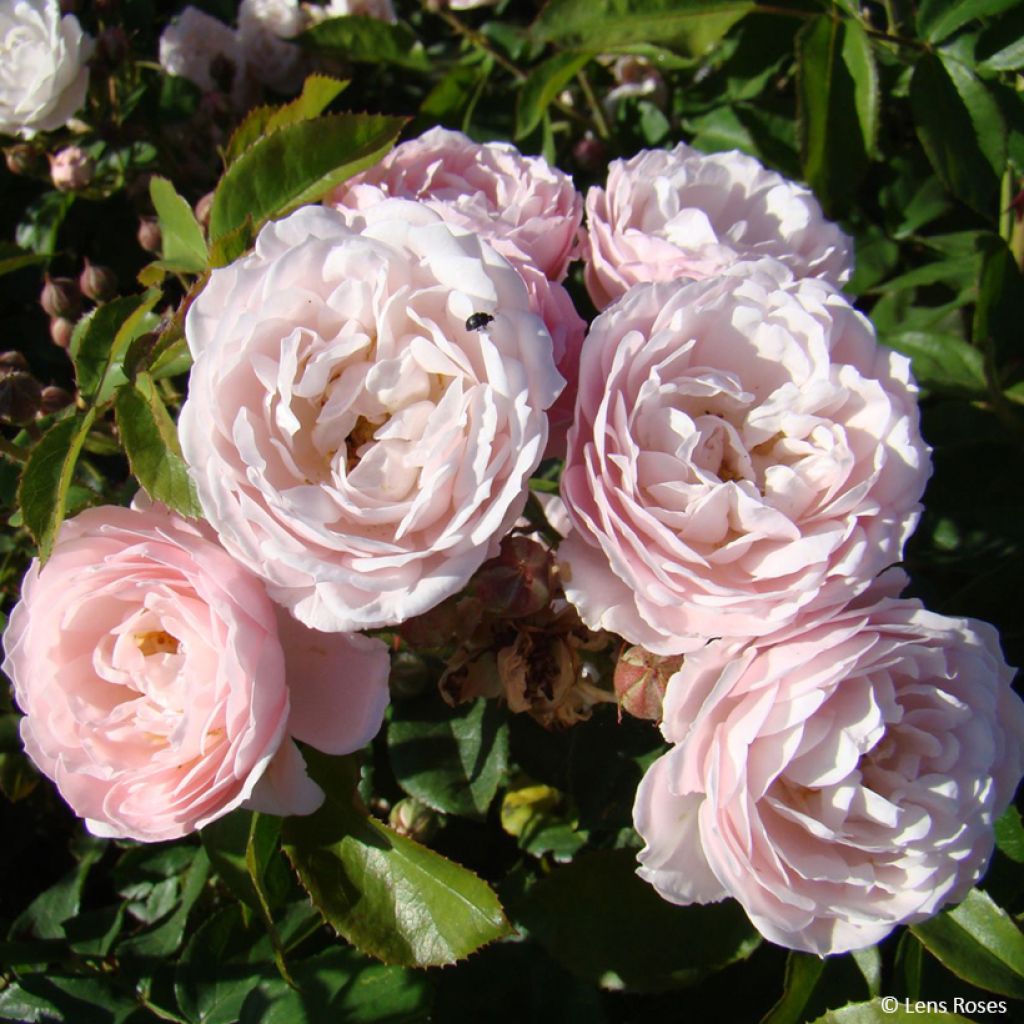 Roseira floribunda Rose de la Petite Chabotte