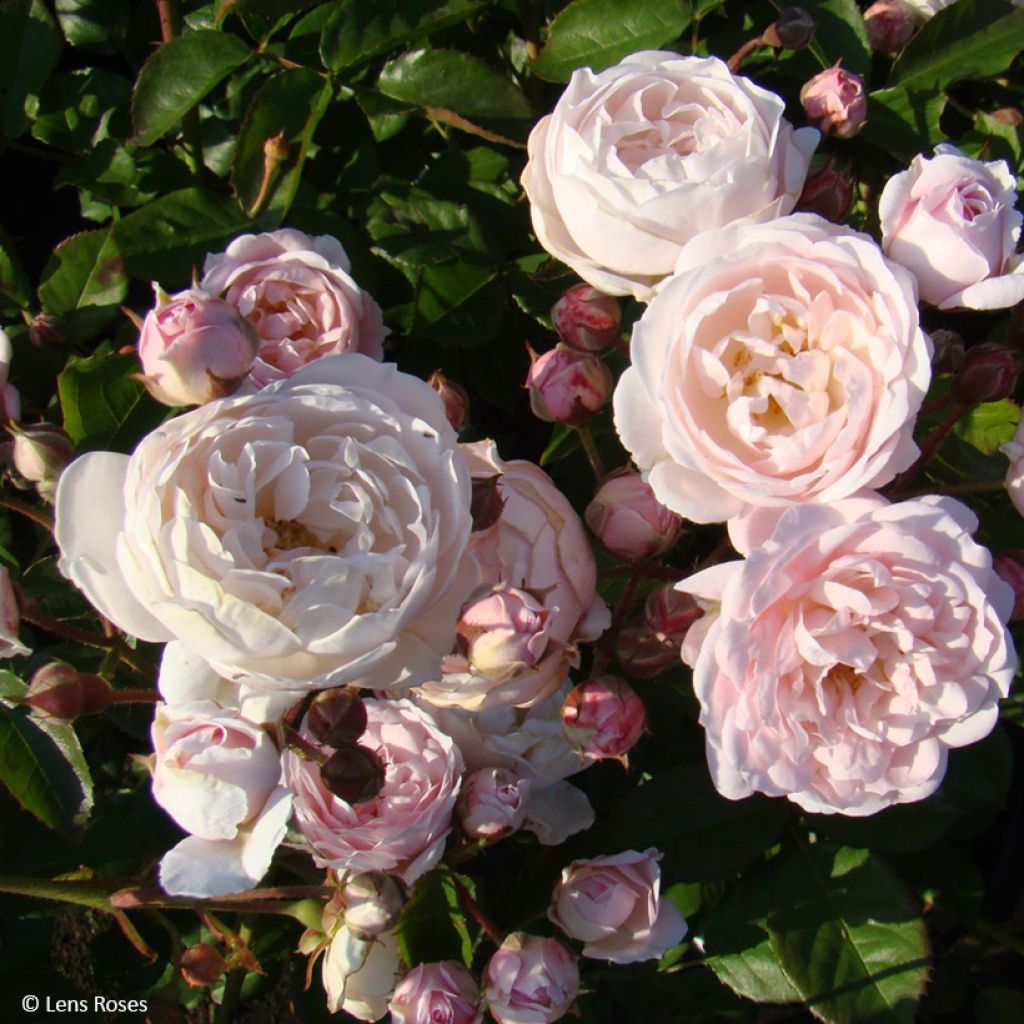 Roseira floribunda Rose de la Petite Chabotte