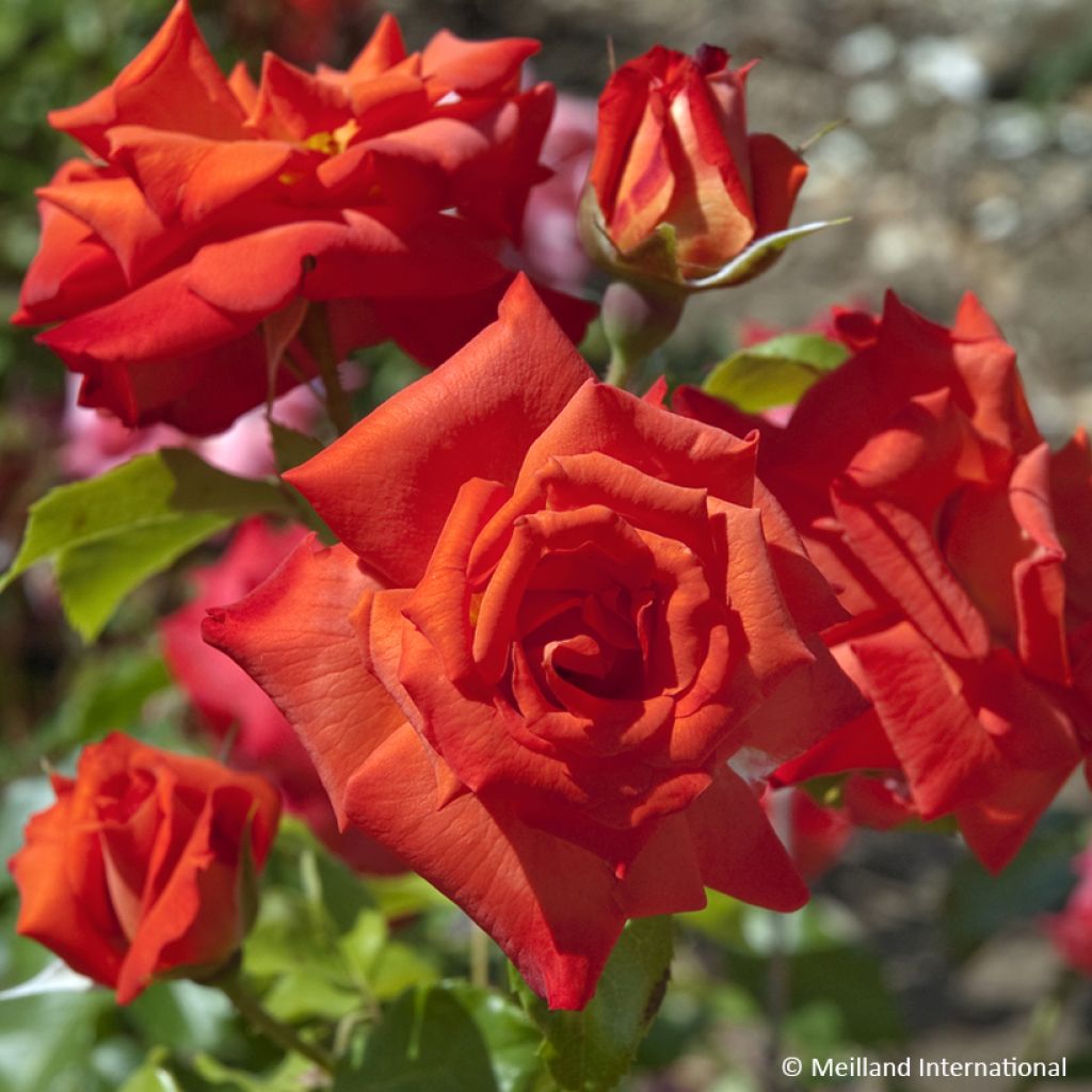 Roseira floribunda Meilena