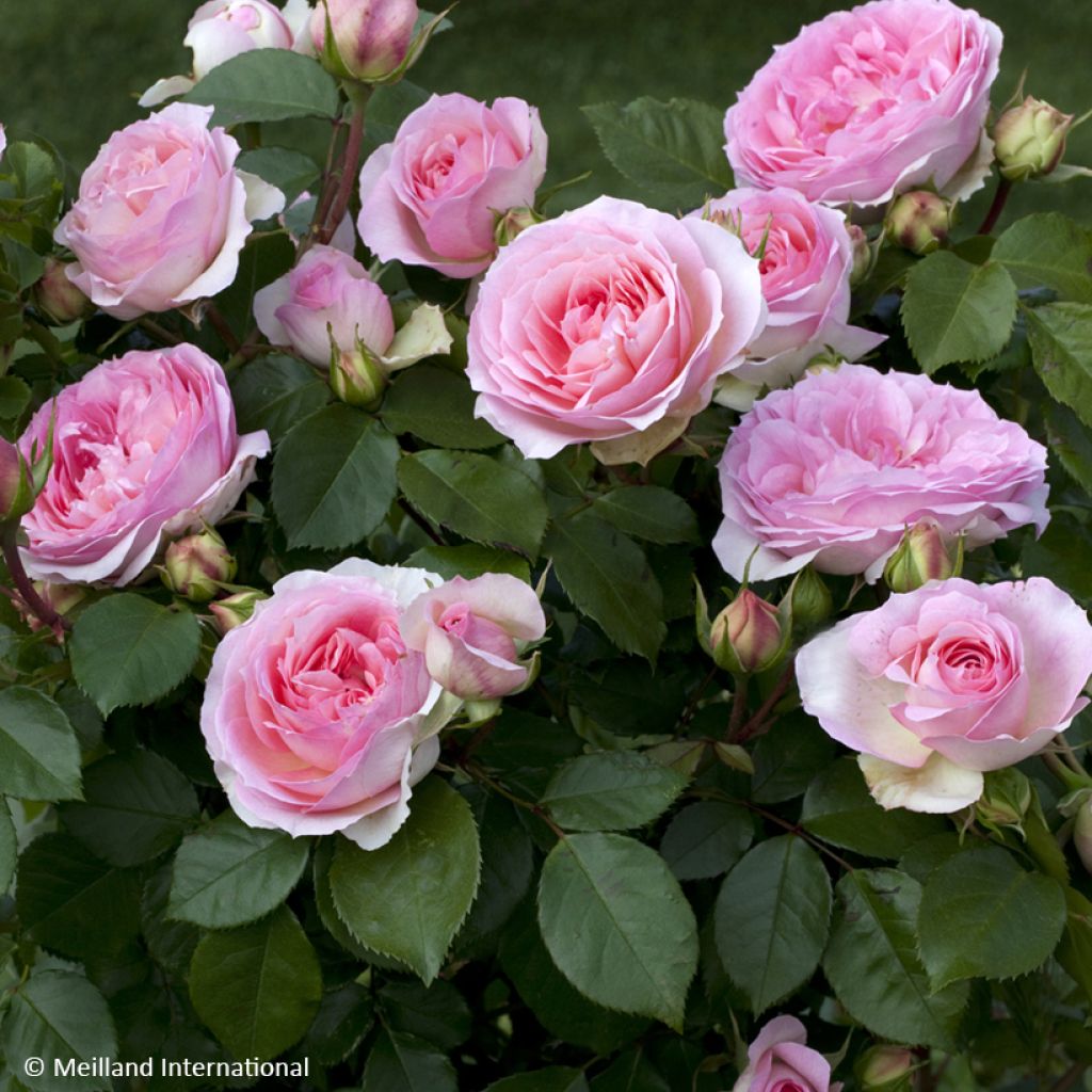 Roseira floribunda Sophia Romantica