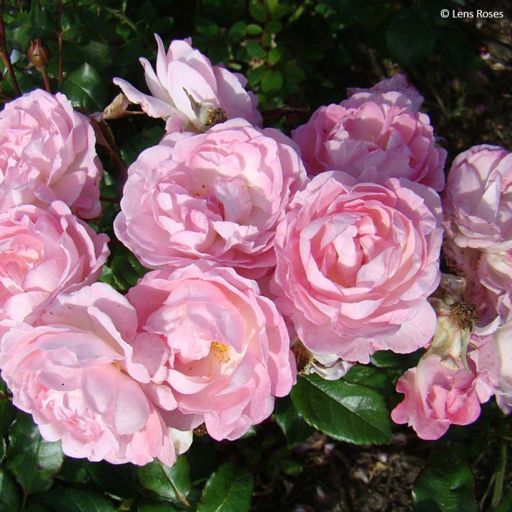 Roseira floribunda Sourire de Sylvie