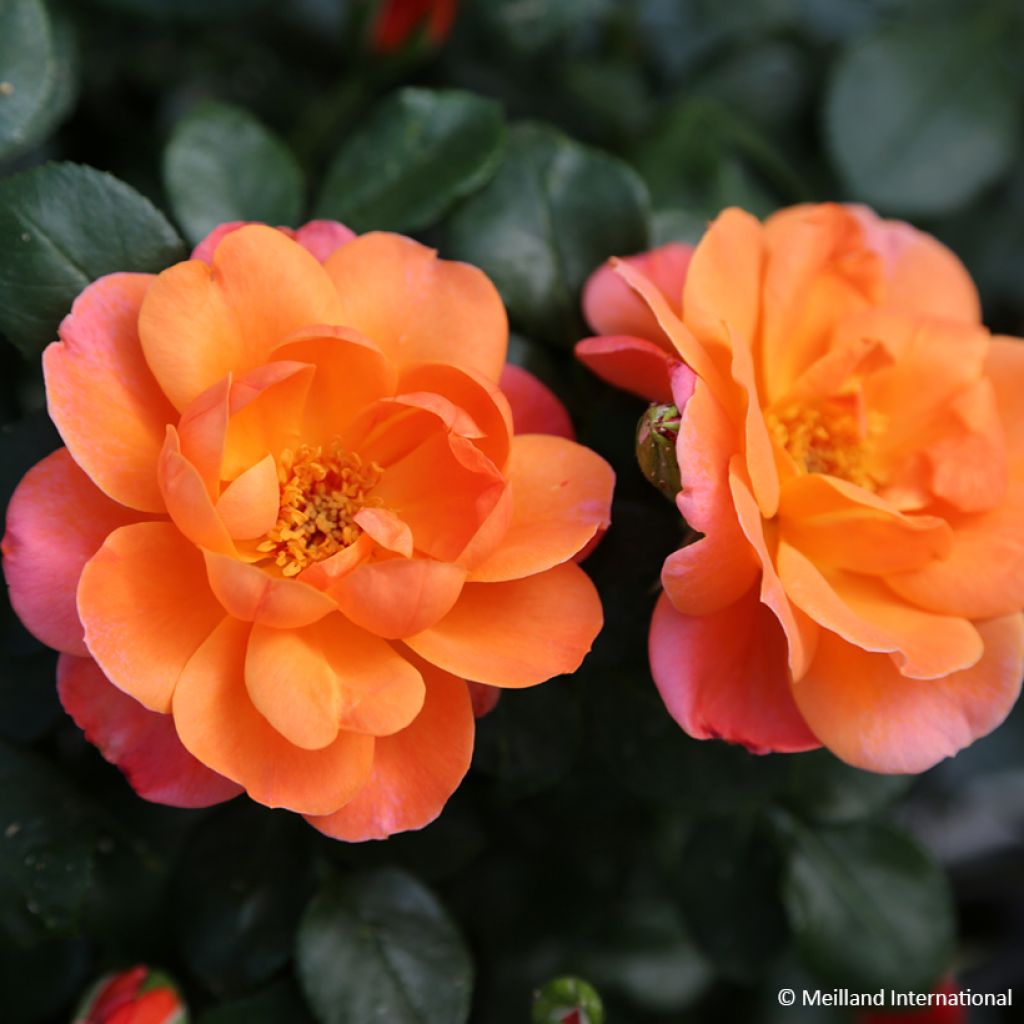 Roseira floribunda Sugar Candy Rose