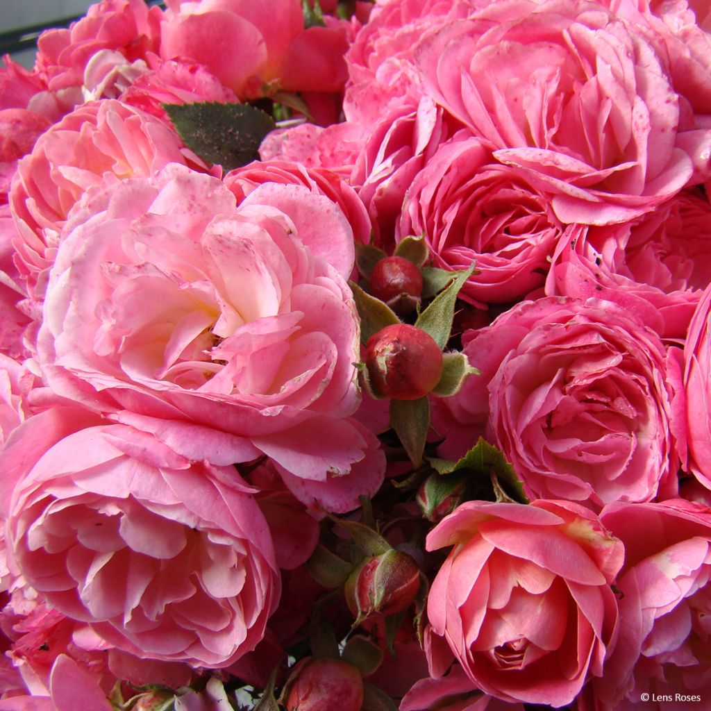 Roseira floribunda Walferdange