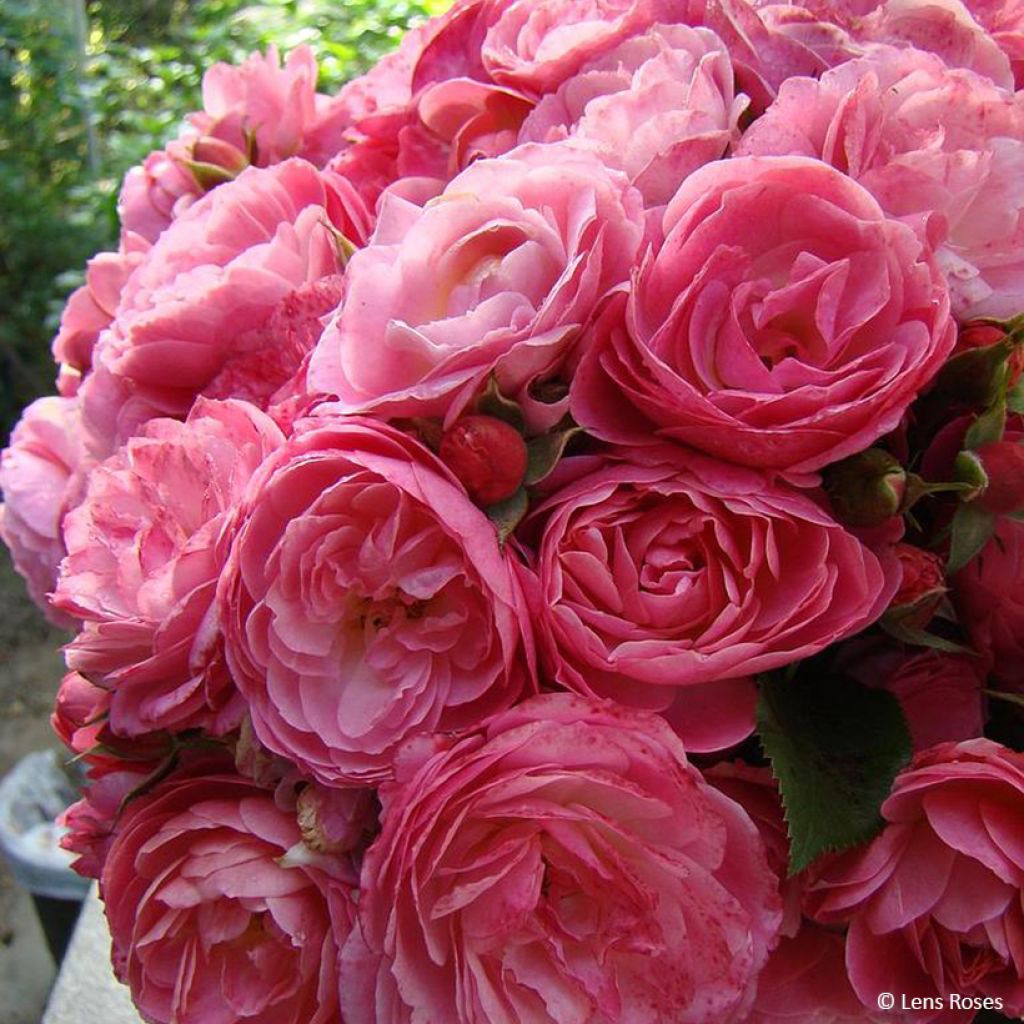 Roseira floribunda Walferdange