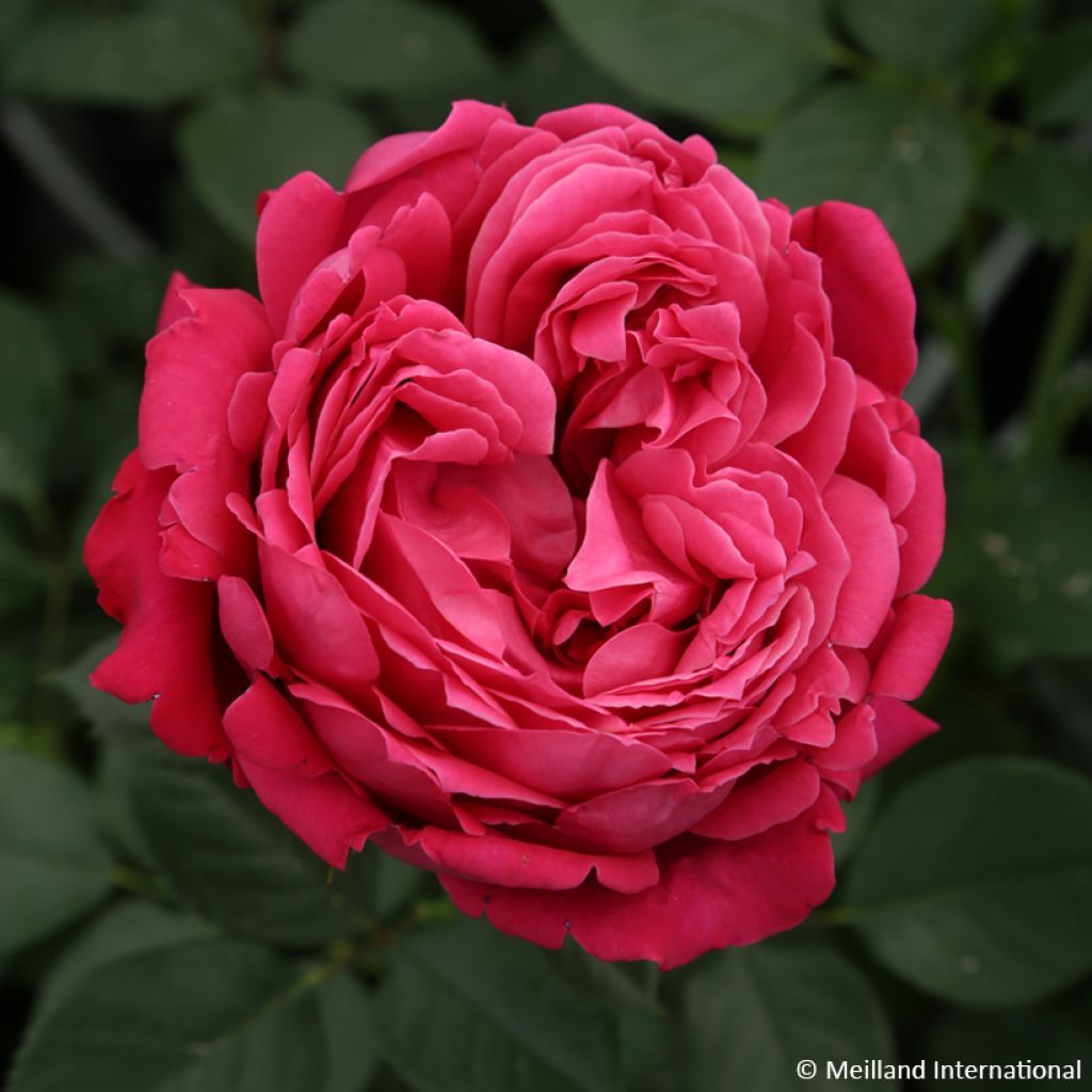 Roseira de flor grande Alexandre Astier