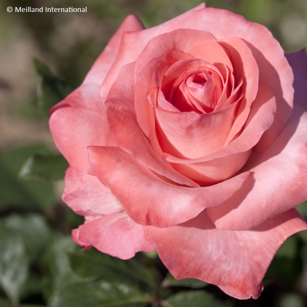 Roseira de flor grande Arthur Rimbaud