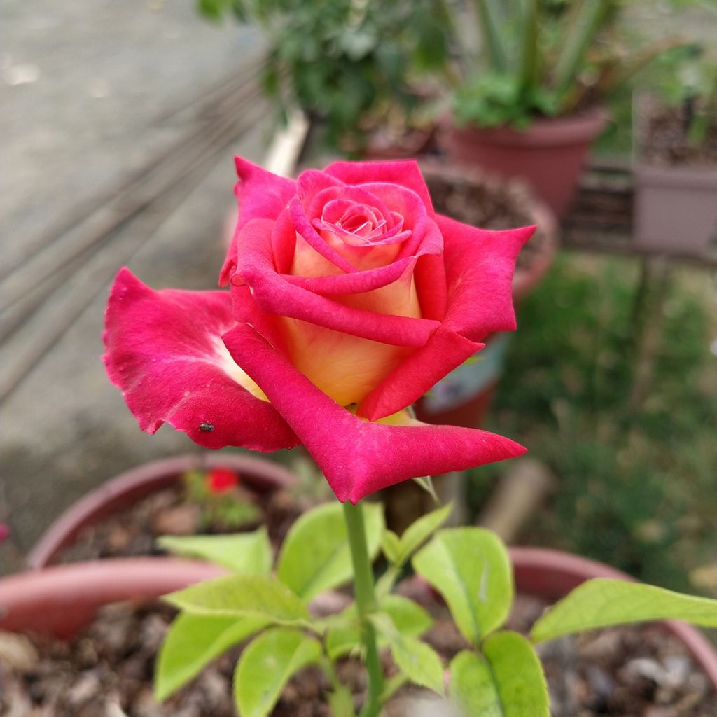 Roseira de flor grande Bicolette