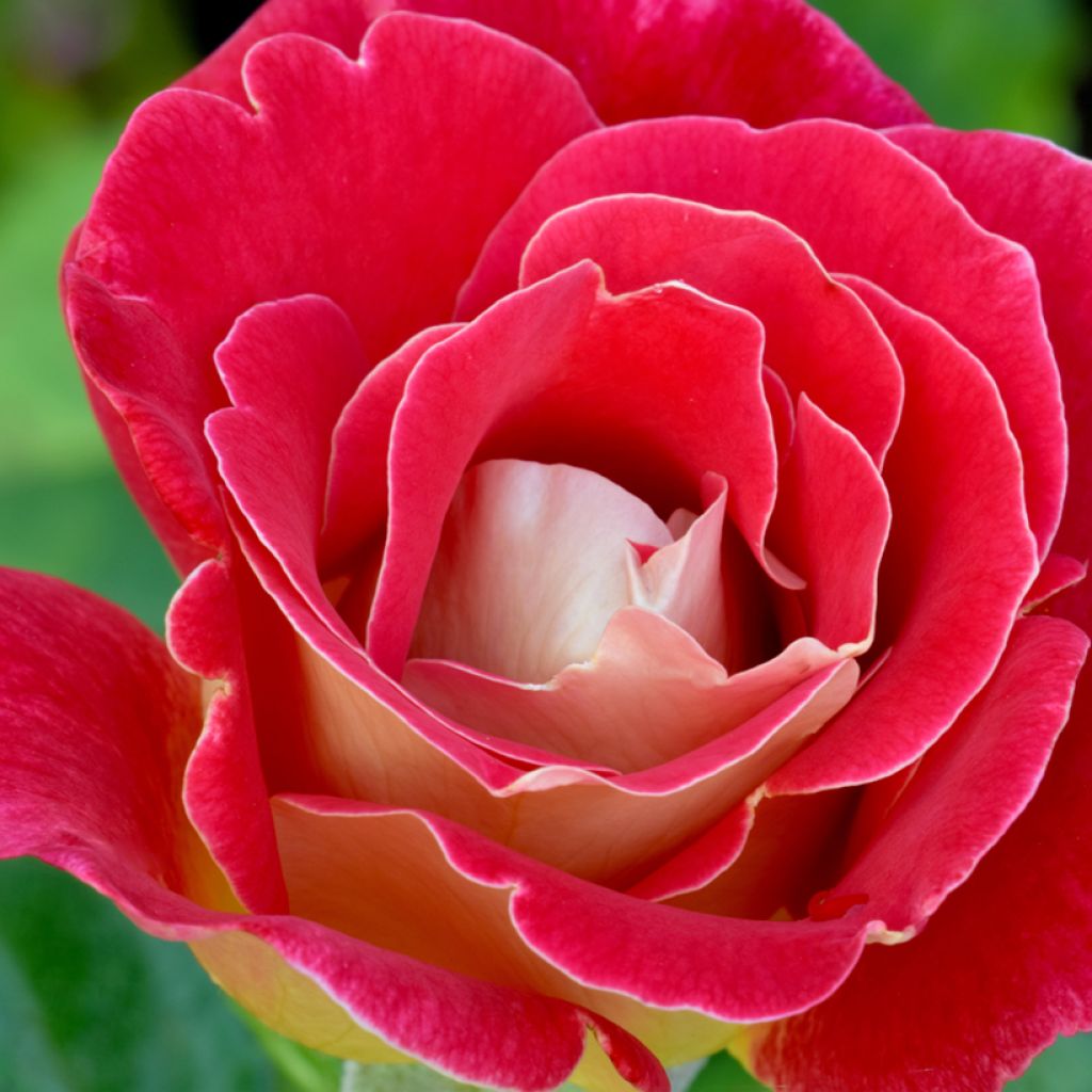 Roseira de flor grande Bicolette