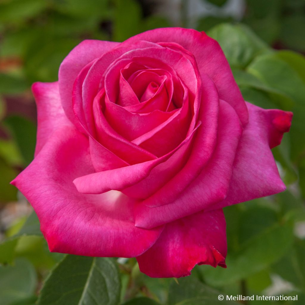 Roseira de flor grande Caprice de Meilland