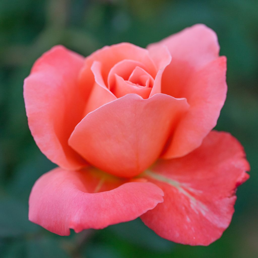 Roseira de flor grande Catherine Deneuve