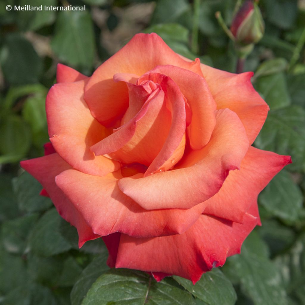 Roseira de flor grande Christophe Colomb