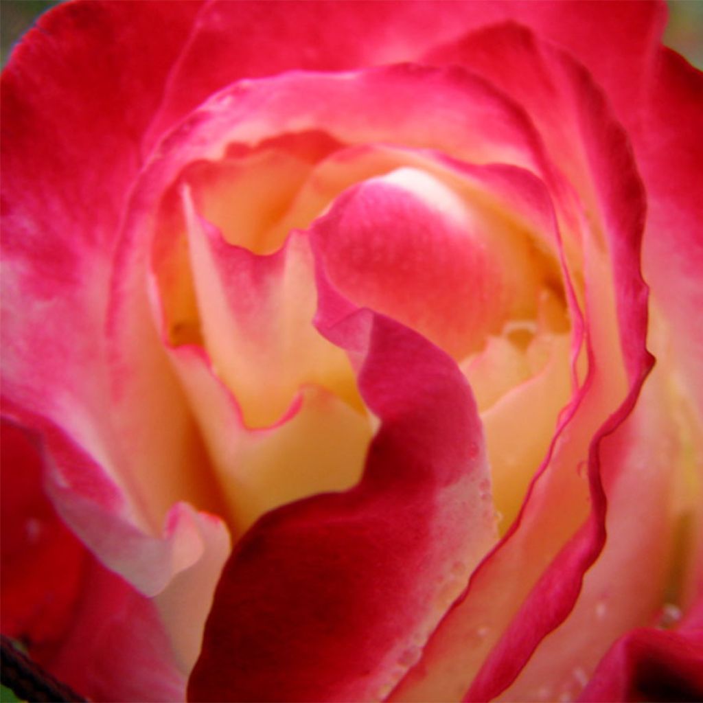 Roseira de flor grande Double Delight