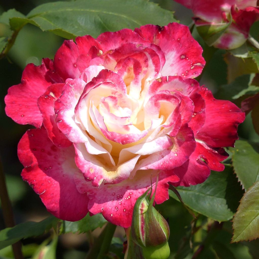 Roseira de flor grande Double Delight