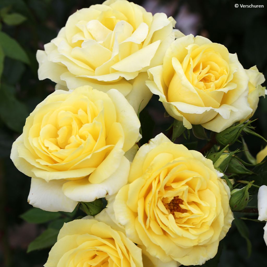 Roseira de flor grande Eleganza Limona