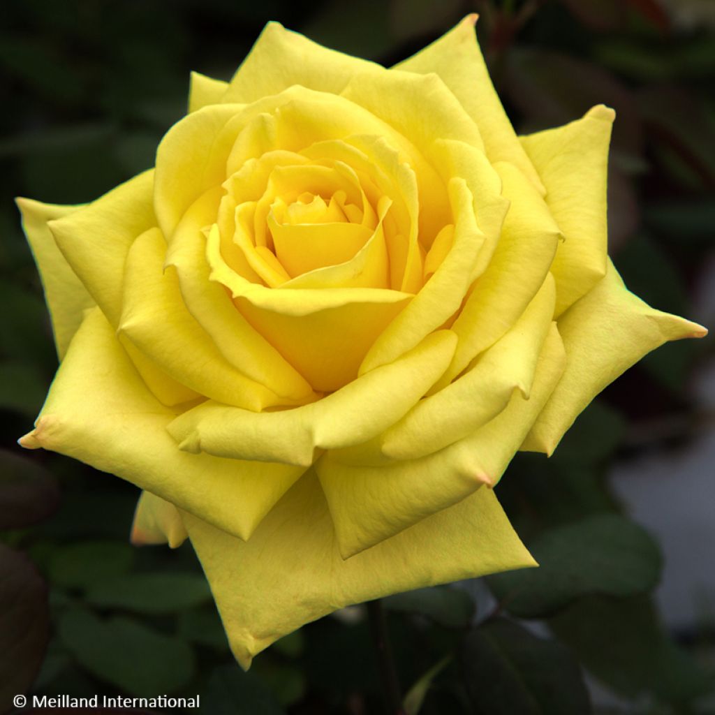 Roseira de flor grande Golden Perfumella