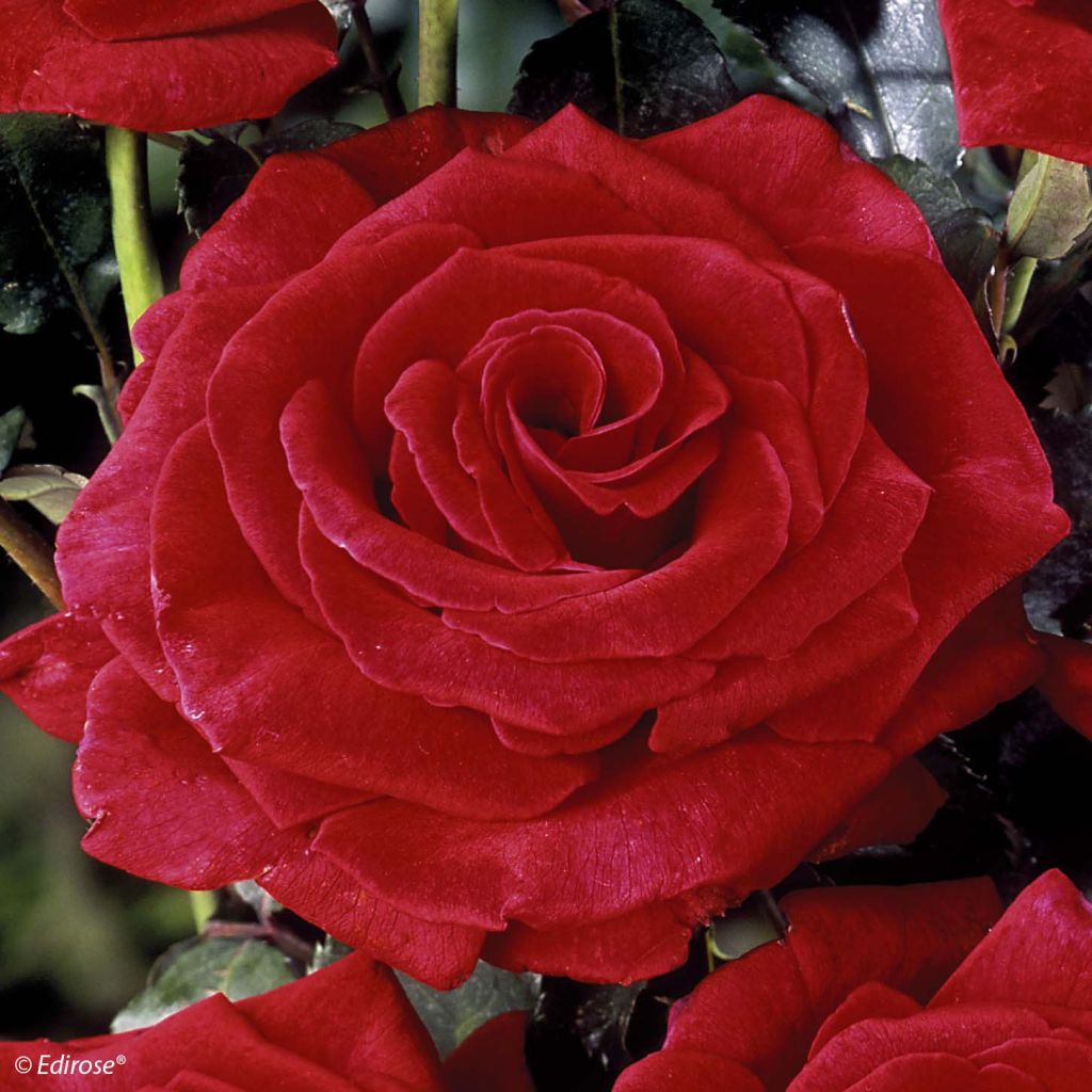 Roseira de flor grande Hacienda