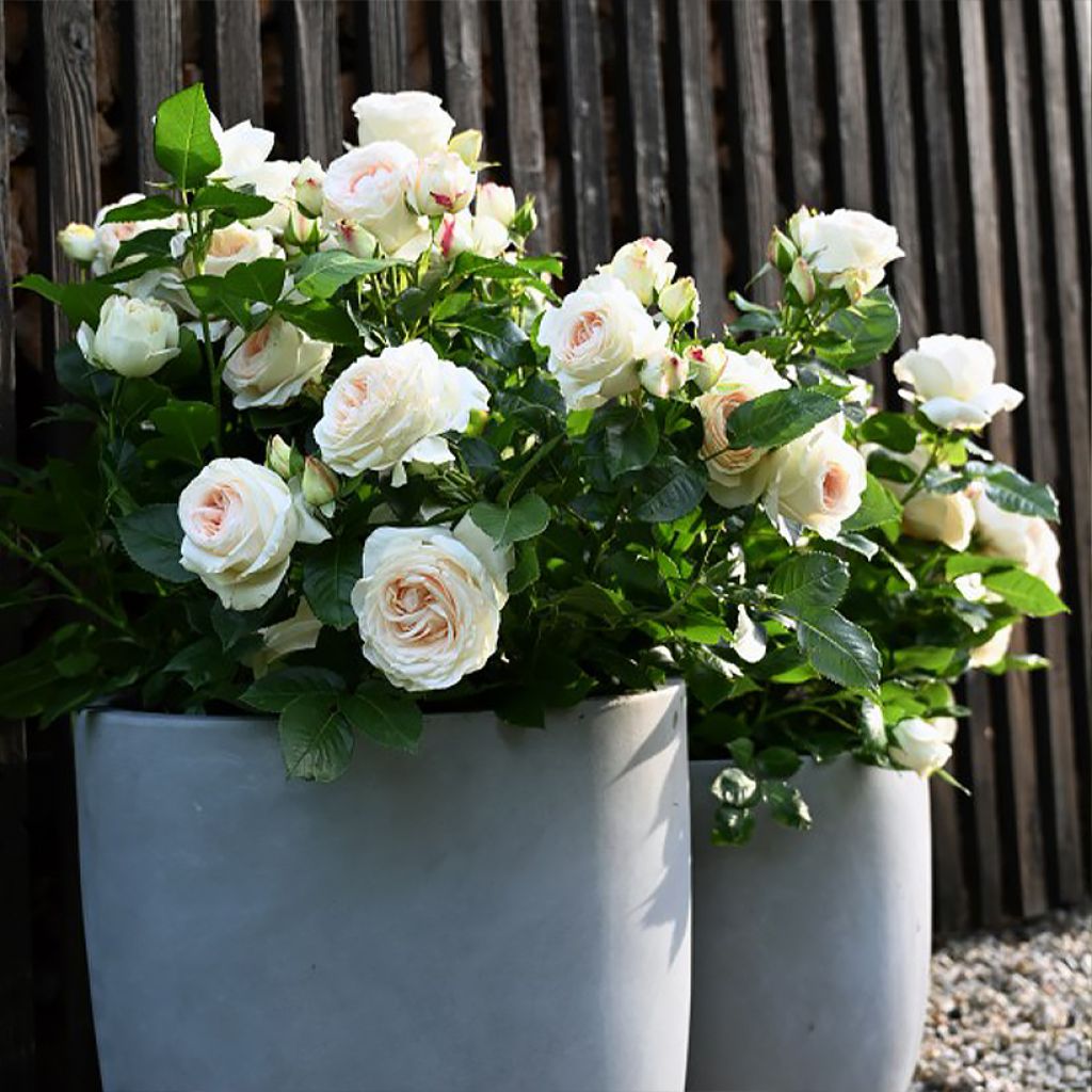 Roseira de flor grande Holiday Island Key Largo