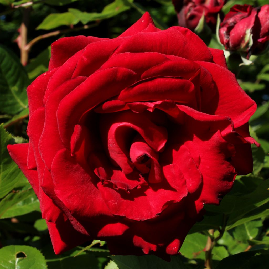 Roseira de flor grande Ingrid Bergman