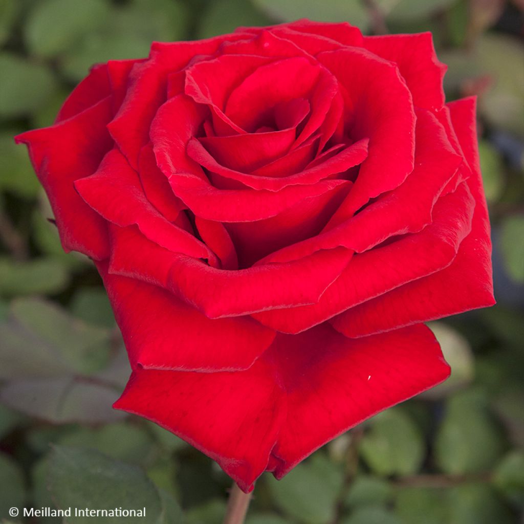 Roseira de flor grande Marcel Pagnol