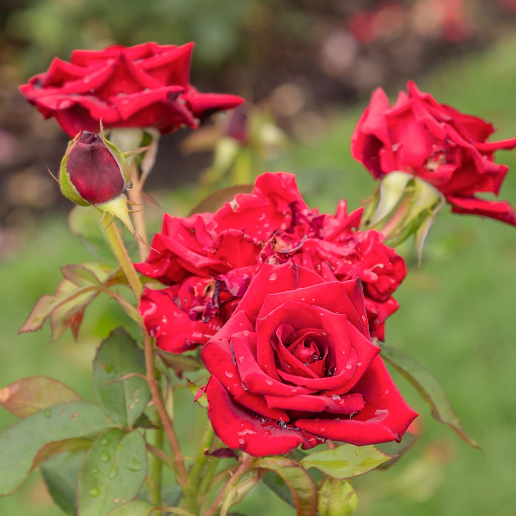 Roseira de flor grande Mister Lincoln