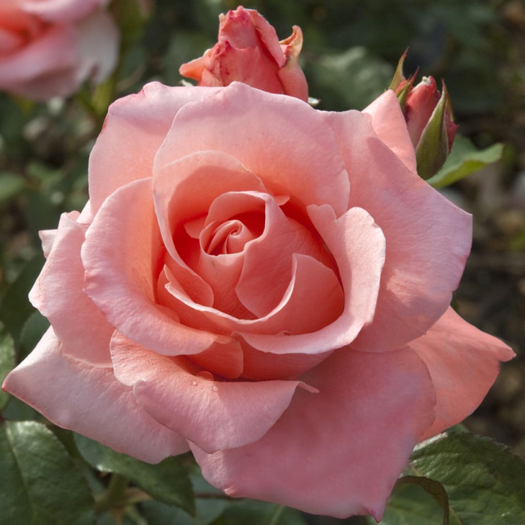 Roseira de flor grande Paris d'Yves Saint-Laurent