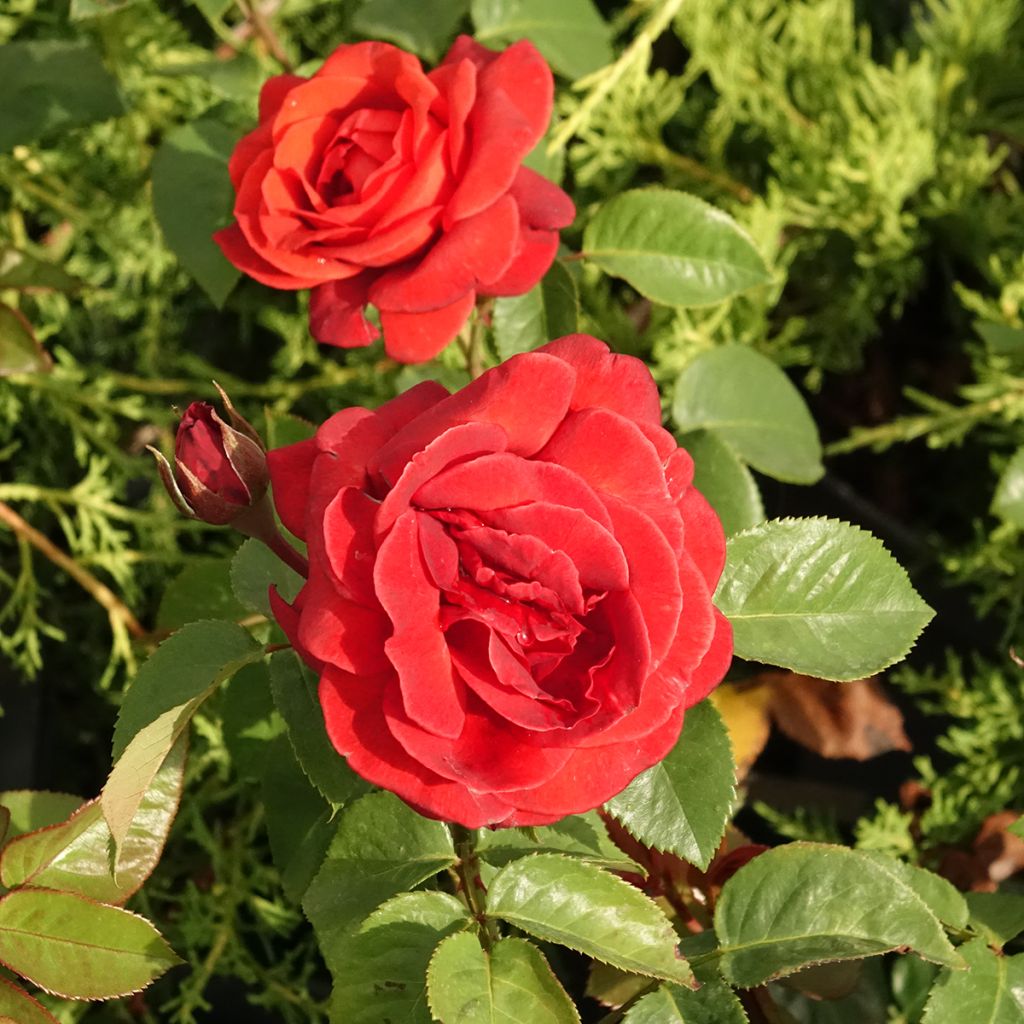 Roseira de flor grande Terra Botanica