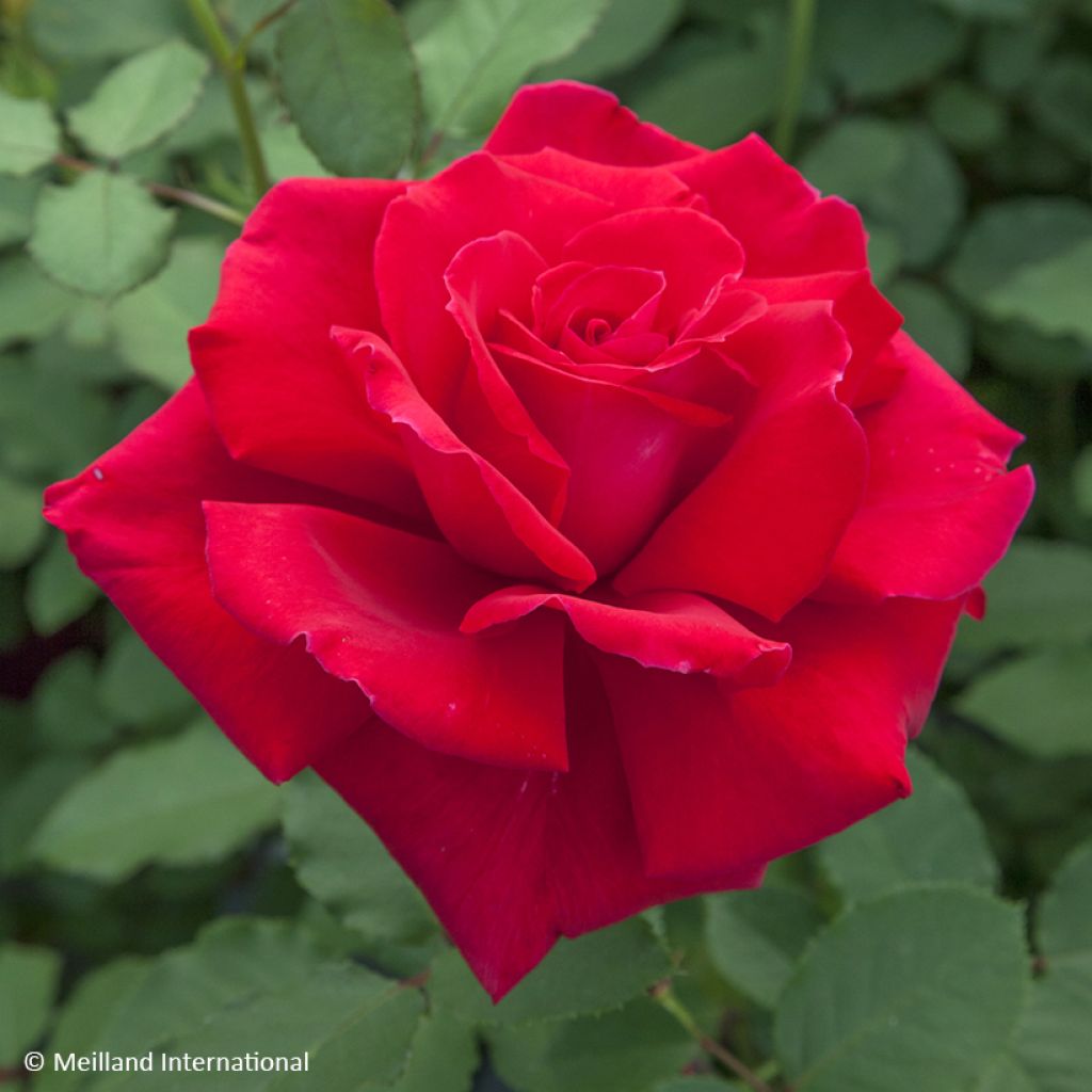 Roseira de flor grande Victor Hugo