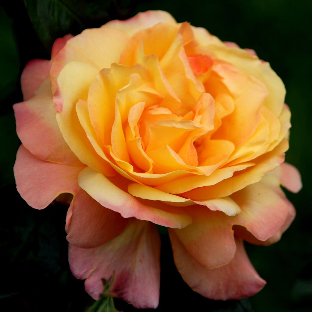 Roseira de flor grande Waverland