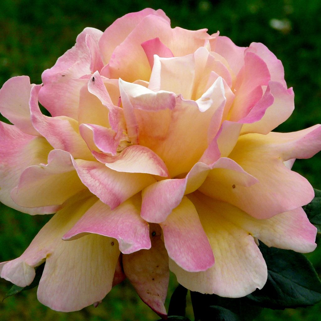 Roseira de flor grande Waverland