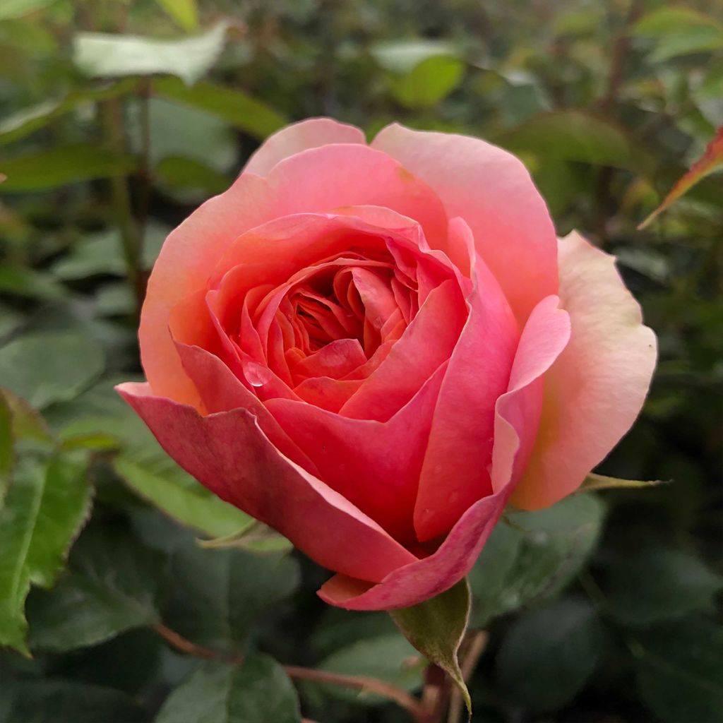 Roseira de flor grande Music Hall