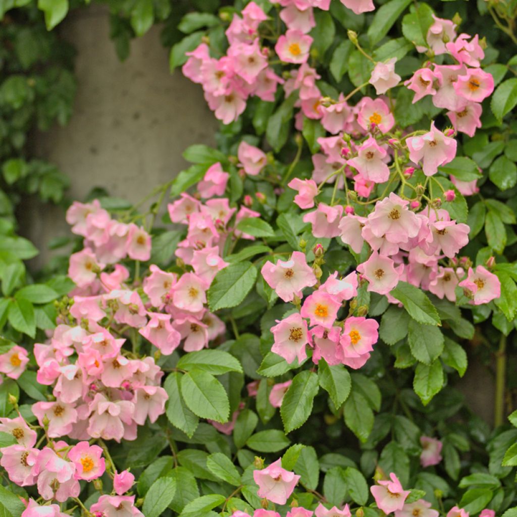 Roseira antiga Ballerina