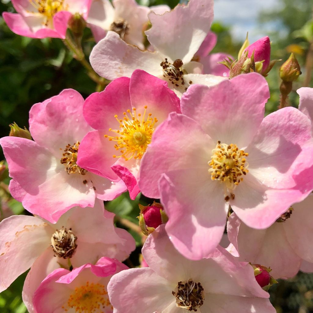 Roseira antiga Ballerina