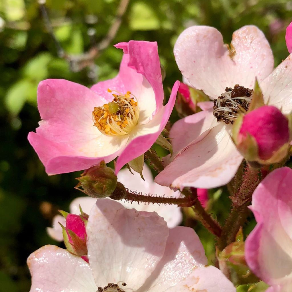 Roseira antiga Ballerina