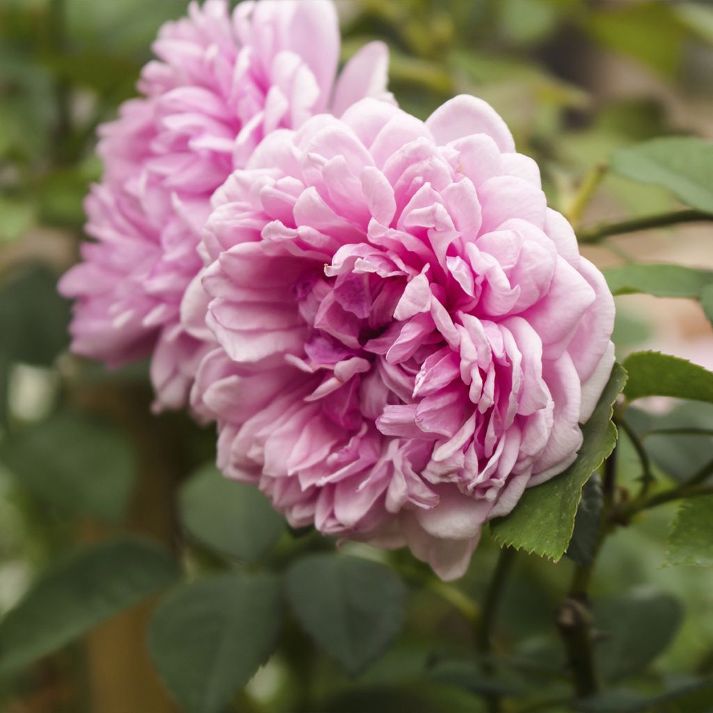 Rosa centifolia Muscosa - Roseira antiga