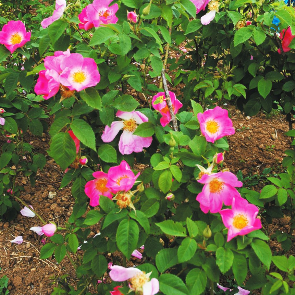 Roseira antiga Complicata