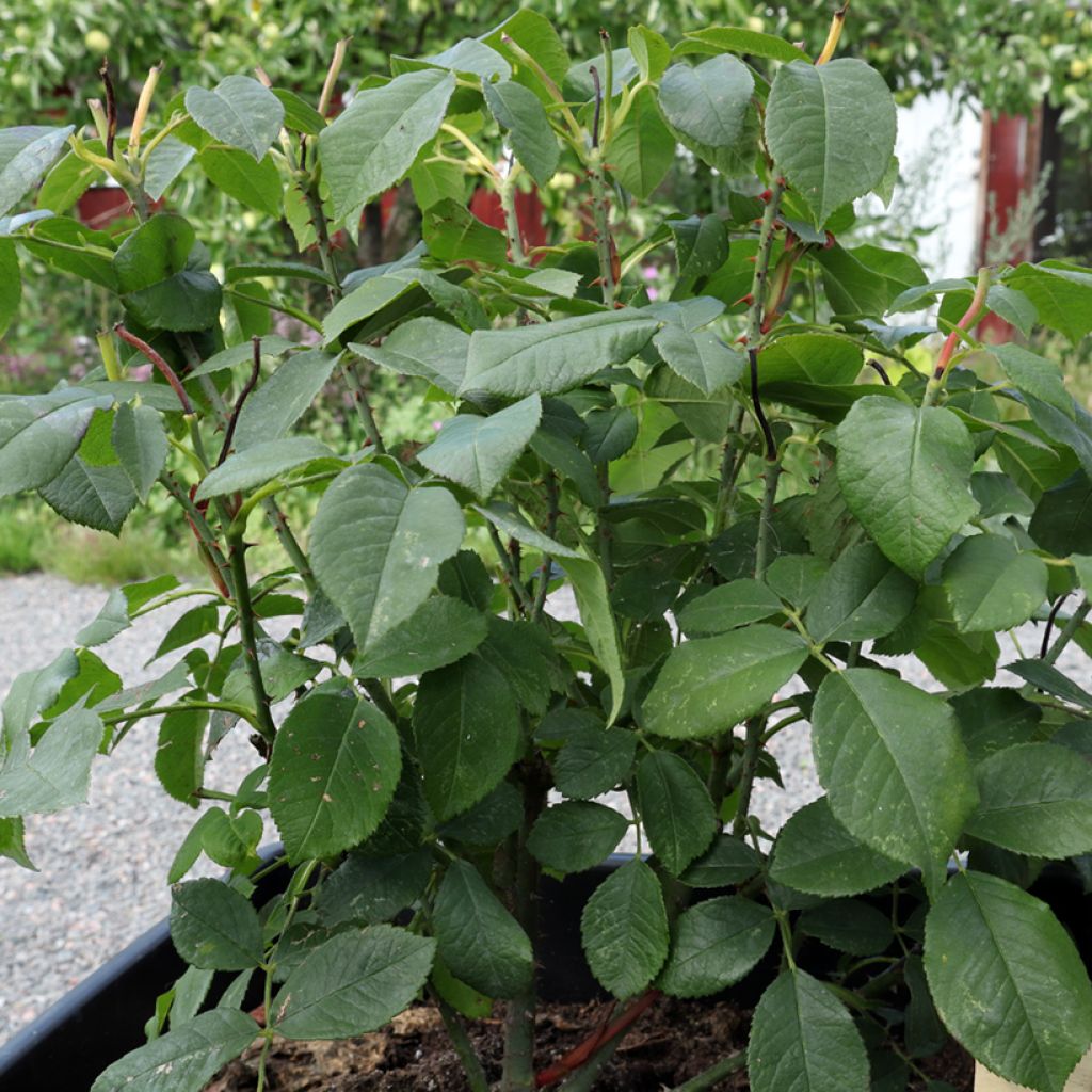 Roseira antiga Comte de Chambord