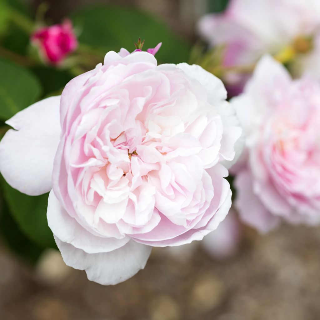 Roseira antiga Fantin-Latour