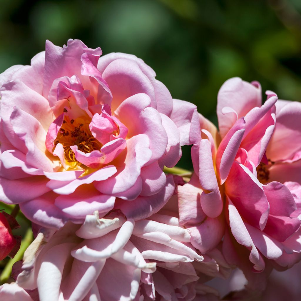 Roseira antiga Felicia