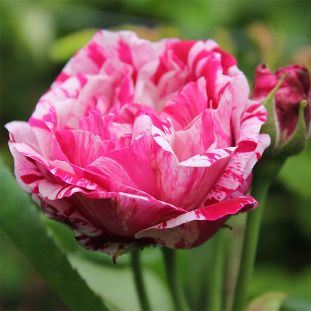 Roseira antiga Ferdinand Pichard