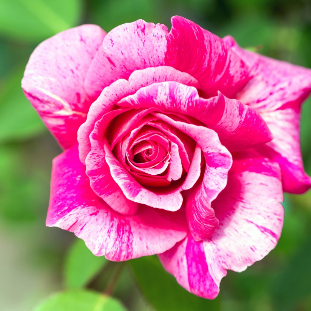 Roseira antiga Ferdinand Pichard