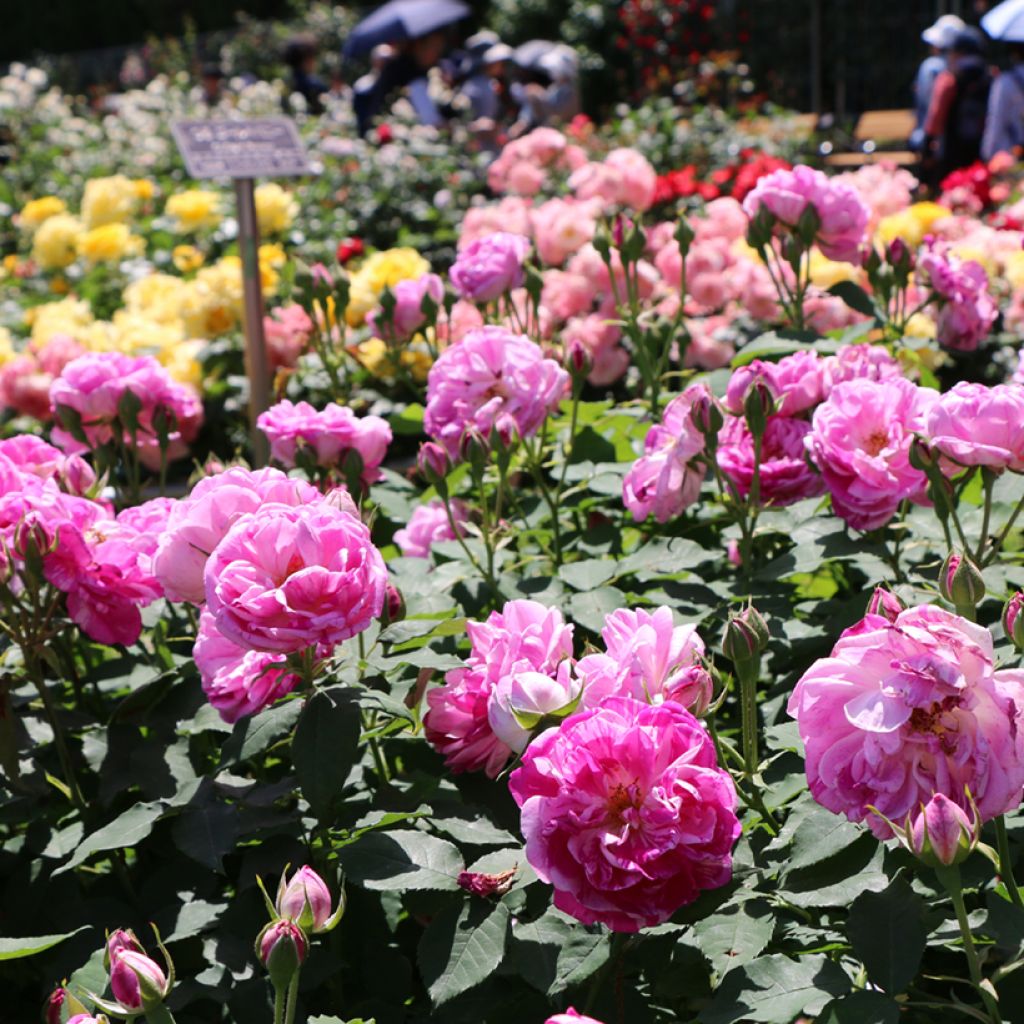 Roseira antiga Honorine de Brabant