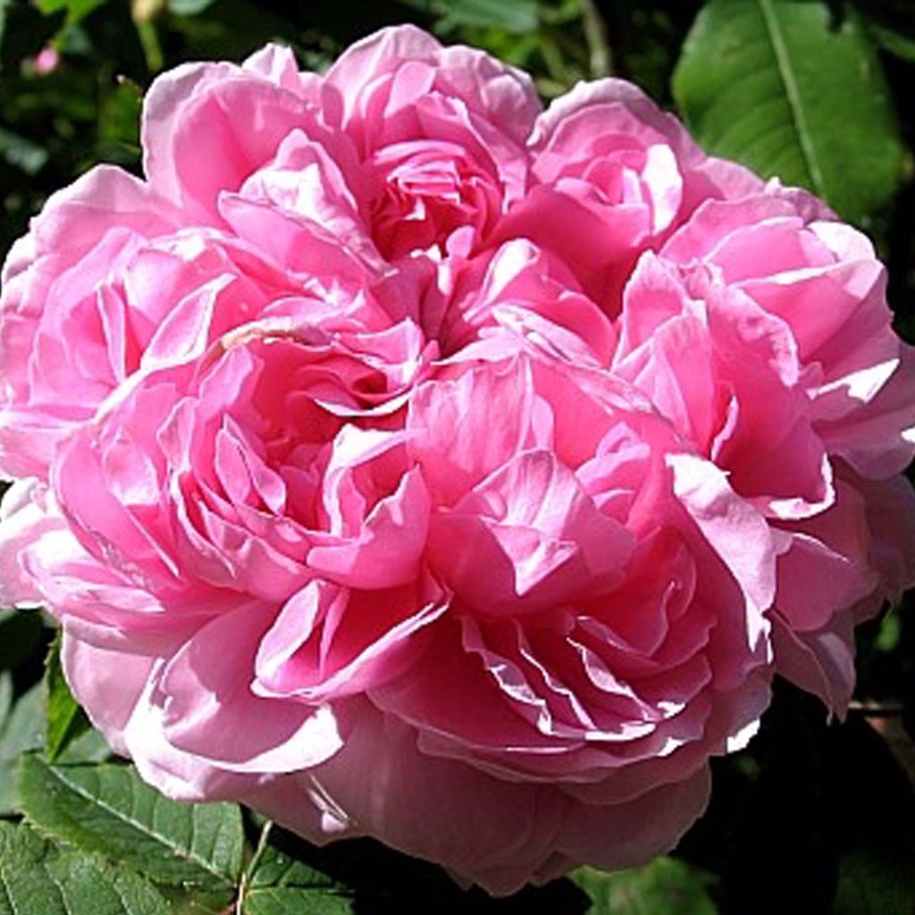 Roseira antiga Jacques Cartier