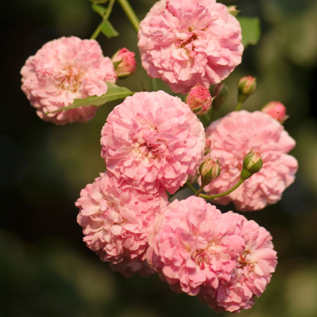 Roseira antiga Jacques Cartier