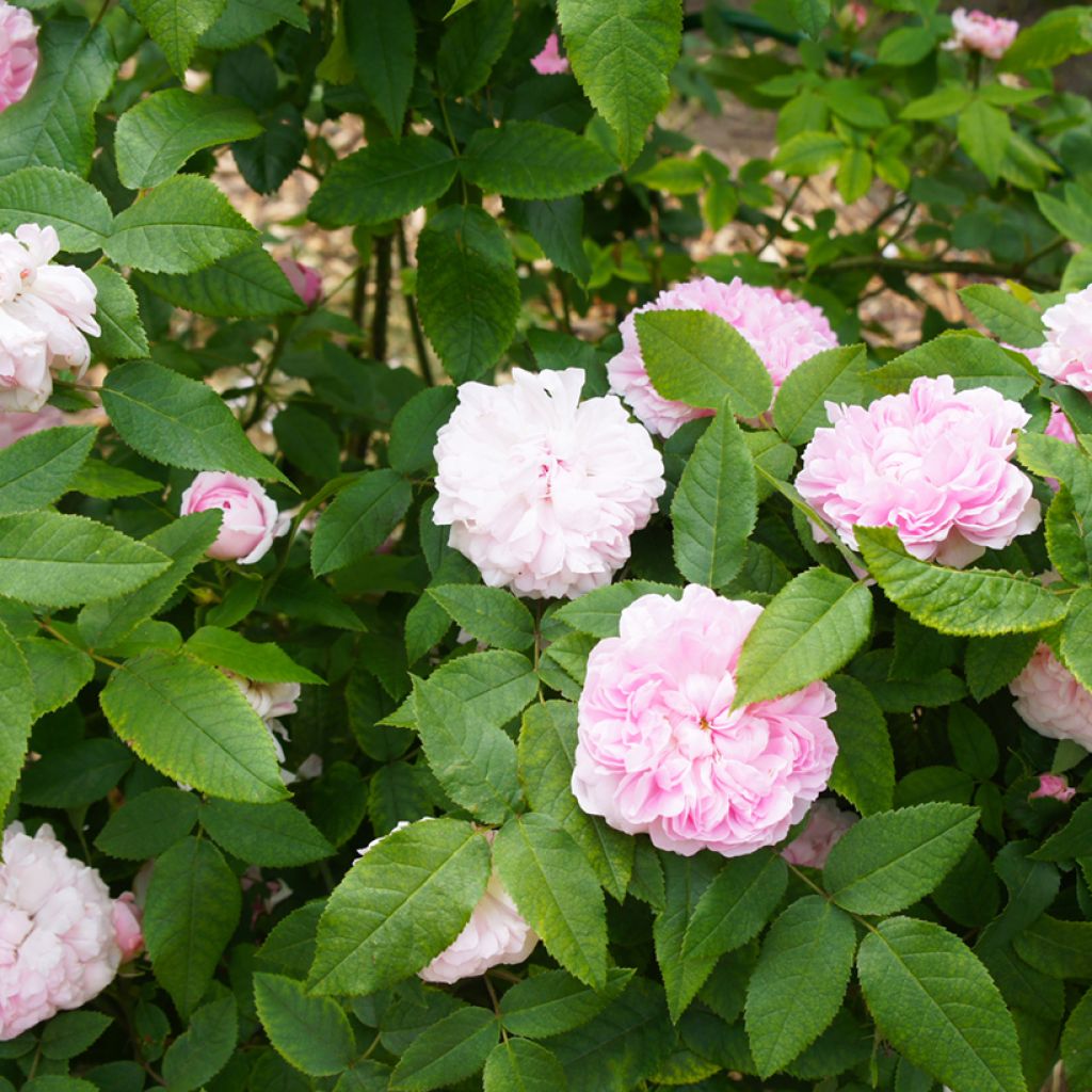 Roseira antiga Jacques Cartier