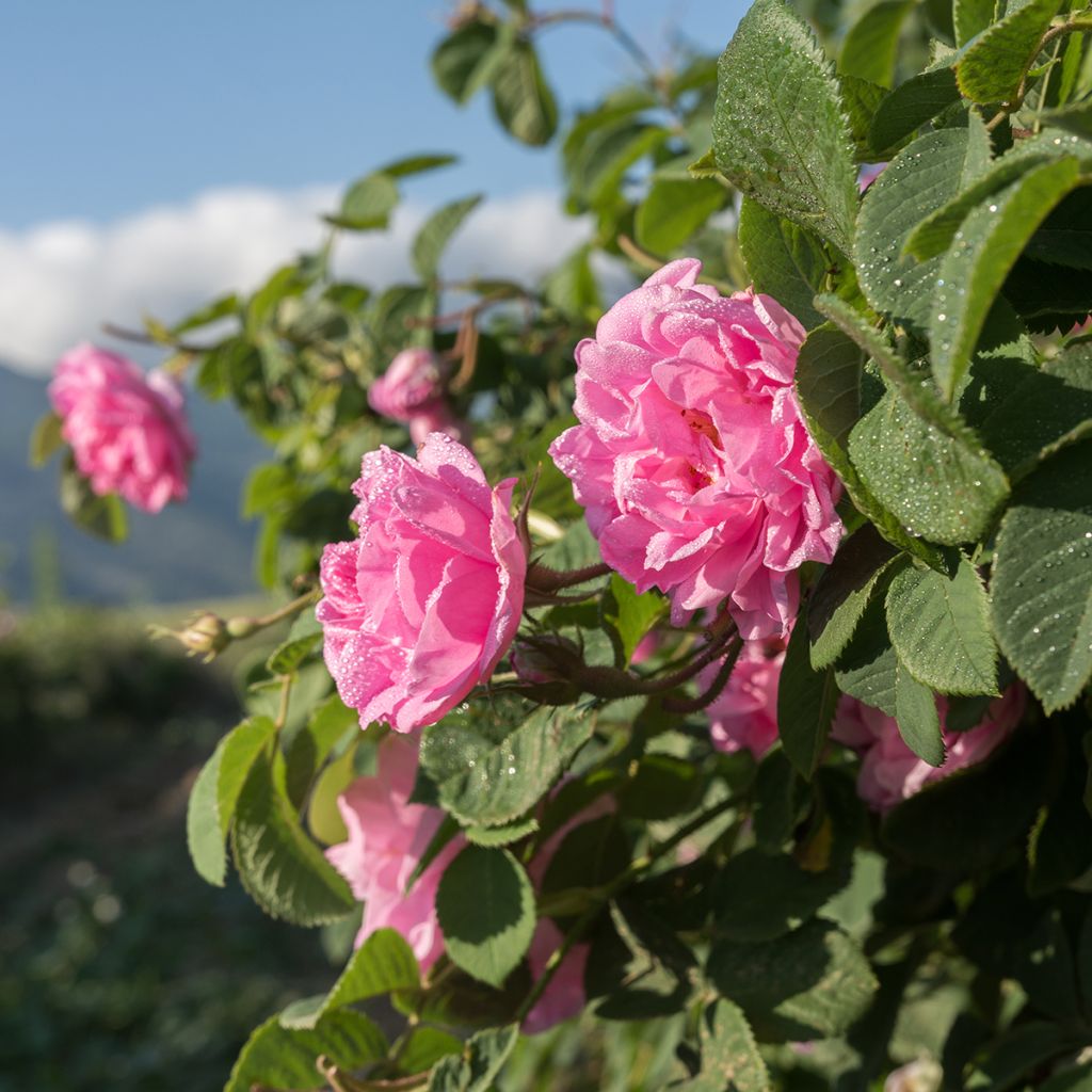 Roseira antiga Kazanlik